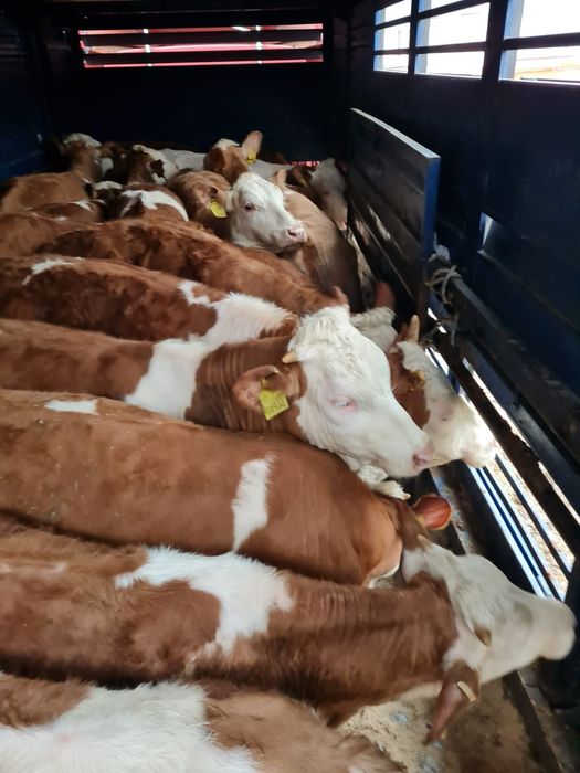 Sprzedam cielaki mięsne