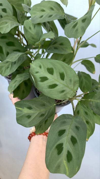 Продам Маранту Керховена