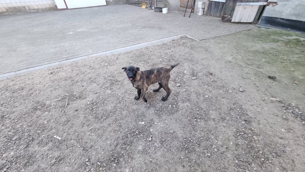 Owczarek Holenderski z Rodowodem