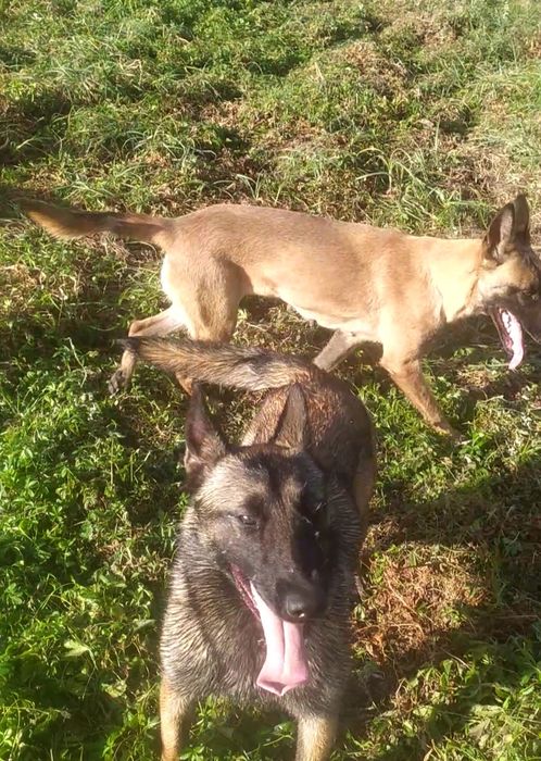 Малінуа Бельгійська вівчарка КСУ