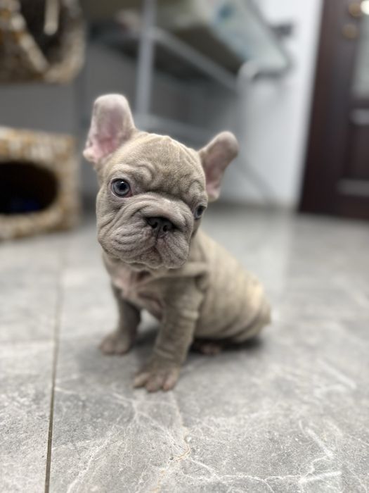 Французький бульдог бігроп