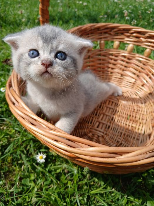 Шотландські кошенята