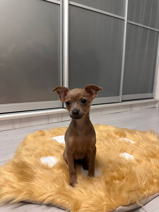 Цуценята той терьера торг