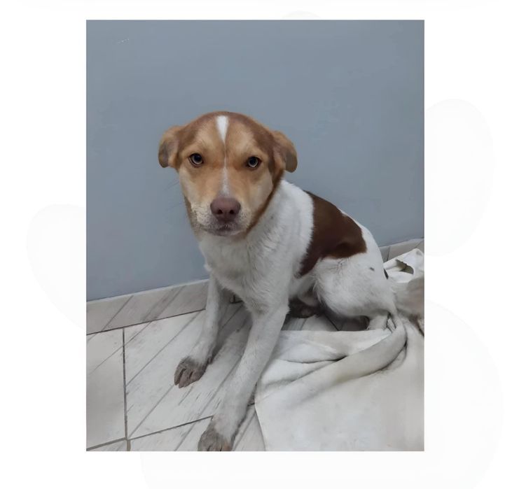 Malik do adopcji