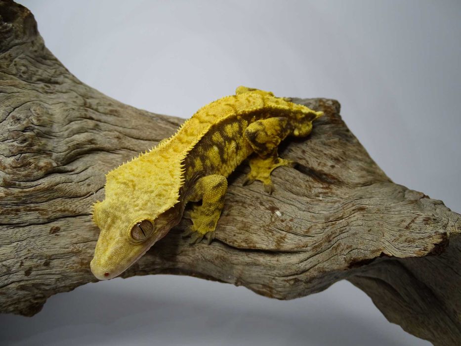 Gekon Orzęsiony samiec Harlequin