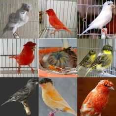 Vendo canários bronze