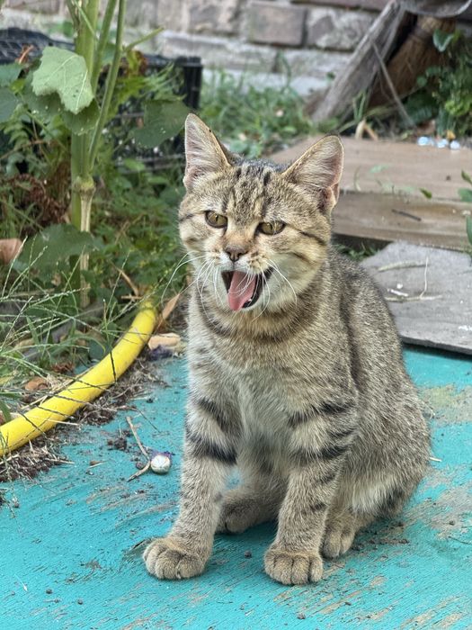 Котик безкоштовно у вашу родину