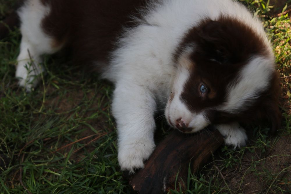 Owczarek Amerykański Miniaturowy MAS red merle minimal