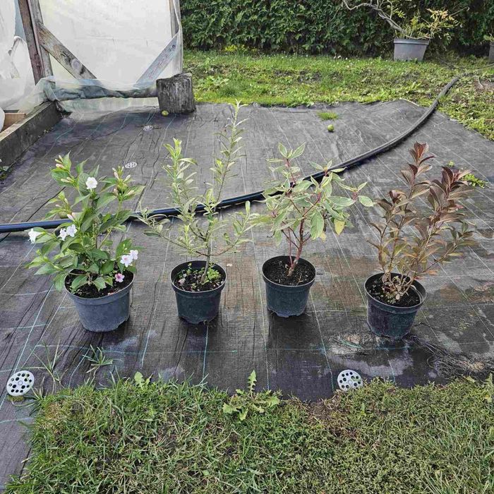 Вейгели продаж різні сорти