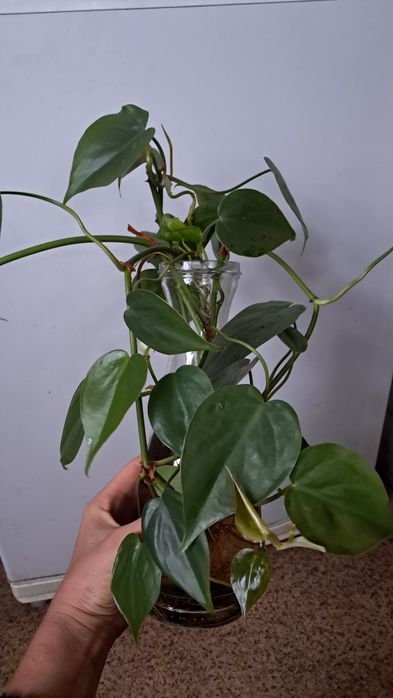 Філодендрон сканденс scandens