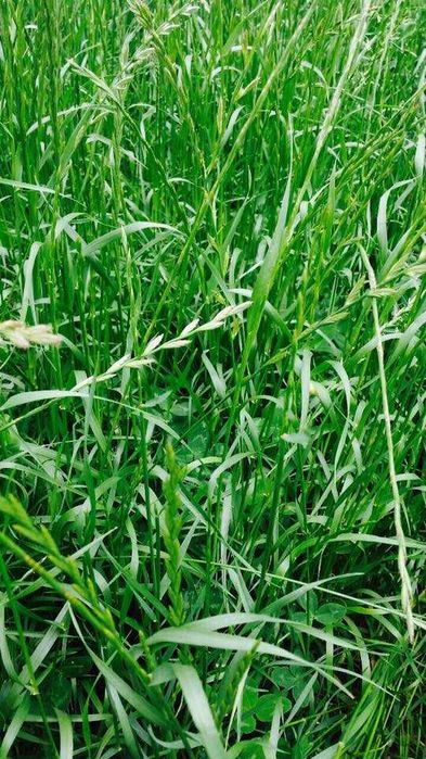 Mieszanka Gorzowska - wysoka jakość zielonki, koniczyna, życica, wyka