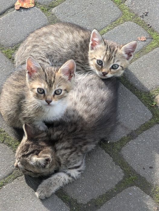 Віддам в добрі руки трьох кошенят!!!