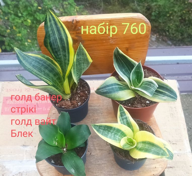 Сансевієрії ханні і інші