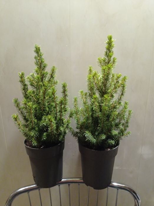 Ель Коника канадская.