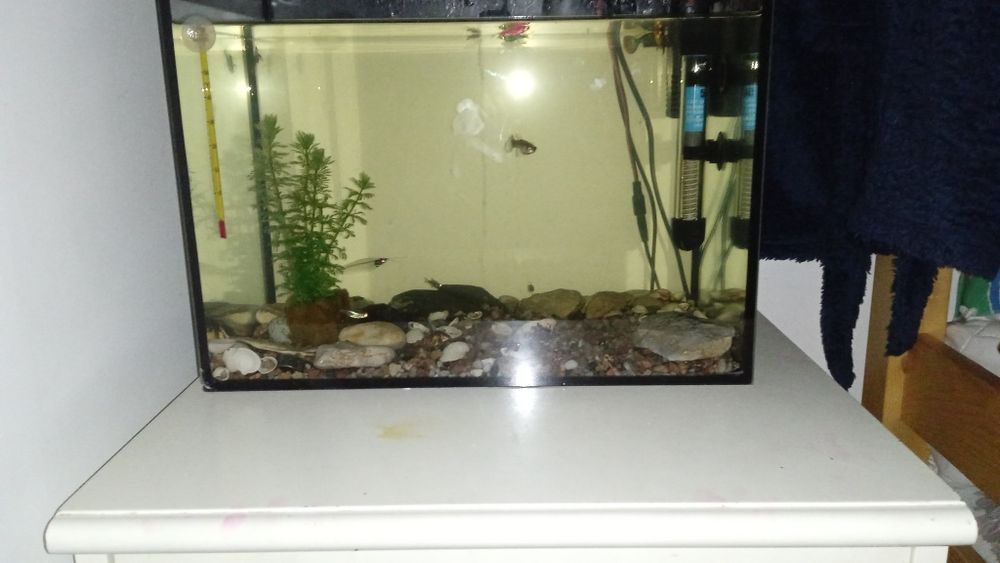 Akwarium 30l dla małych rybek