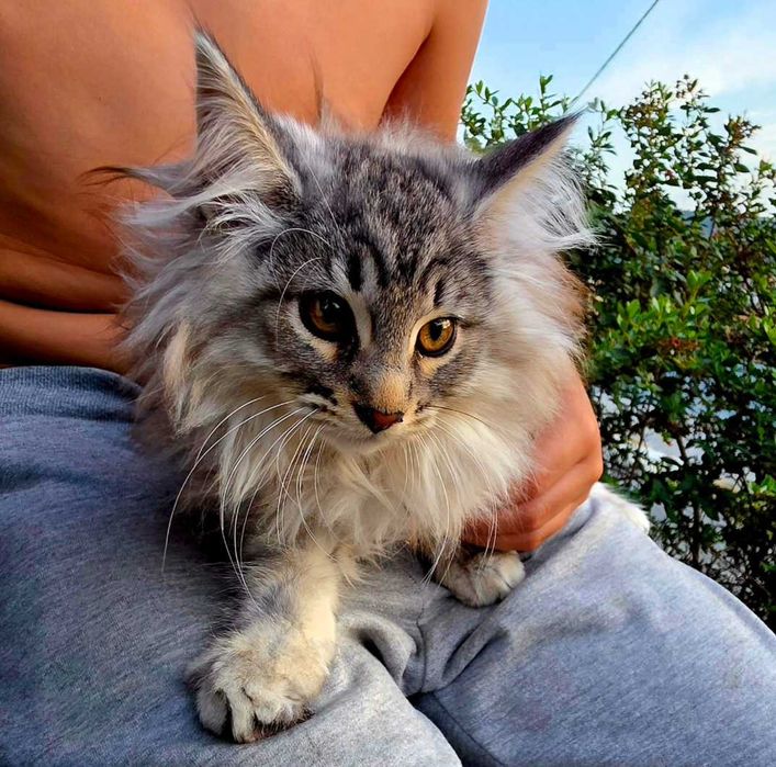 Gatinho bosques da noruega