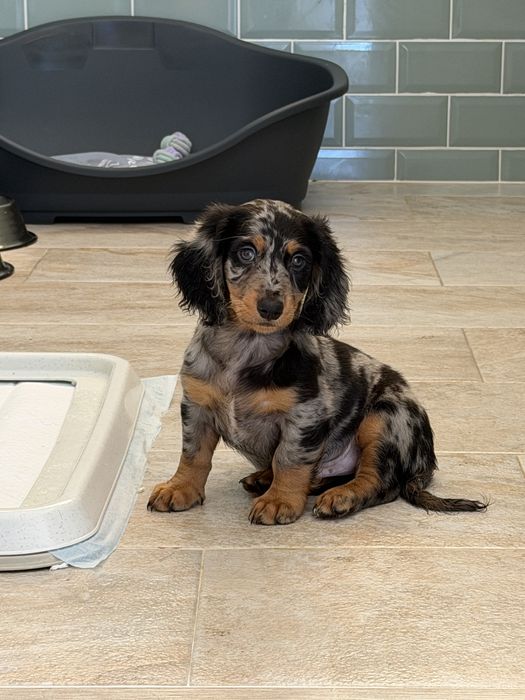 Teckel Black Merle Pelo comprido