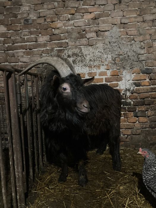 Продам цапа, козла в робочому стані