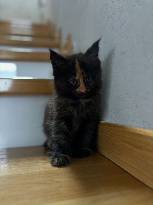 Kociczka Maine Coon