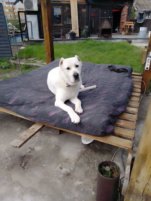 Аллабай вязка , кобель ищет суку