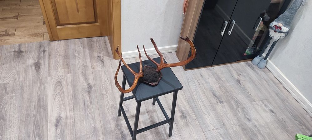 Интерьєр, Декор, Роги. Декор на стіну.