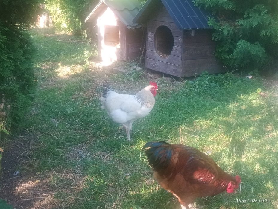Koguty z tego roku i kaczki biegusy