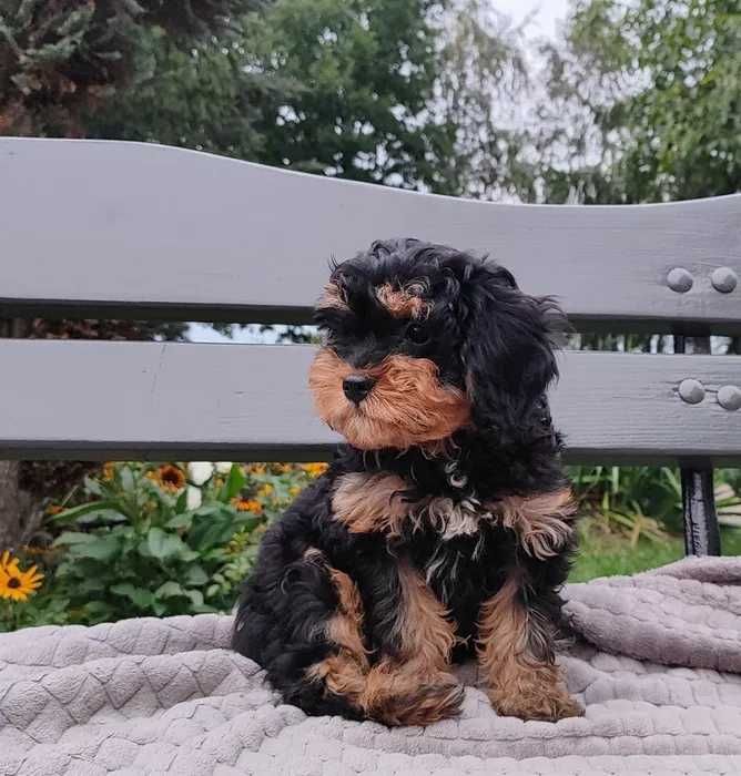 Maltipoo disponível