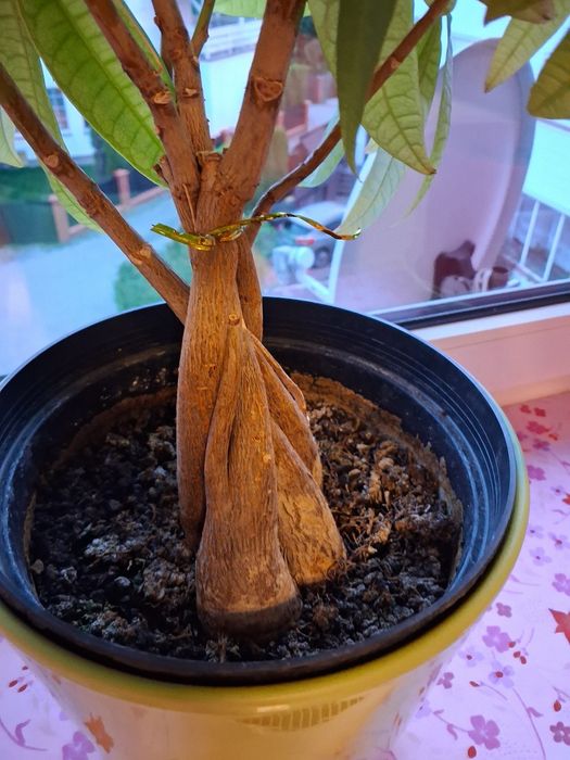 Sprzedam drzewko szczęścia