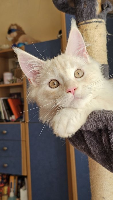 Мейн-кун,  котёнок мальчик