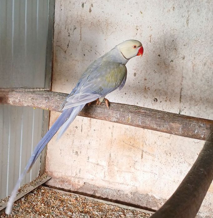 Ring neck violeta turquesa palido