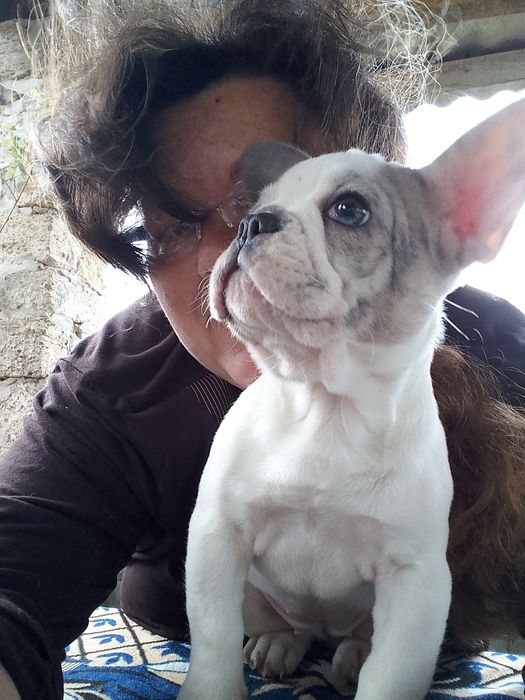 Цуценята французького бульдога