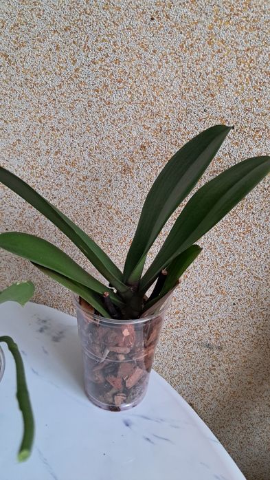 орхідеї  міні орхідеї