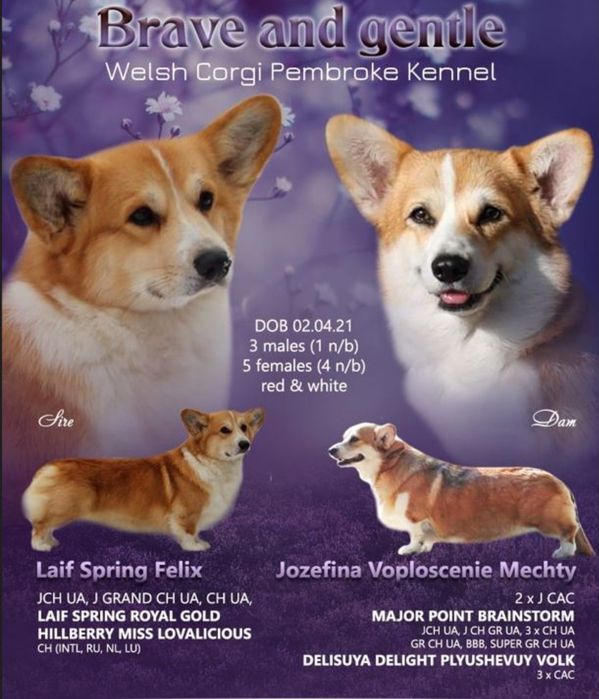 Відкритий для в'язки собака породи Вельш коргі пемброк.