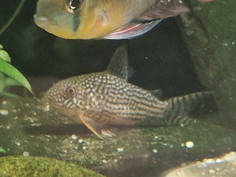 Akwarium 112l 80 x 35 x 40 ze wszystkim