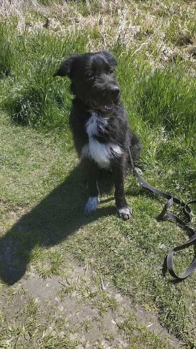 2 i pół letni pies do oddania