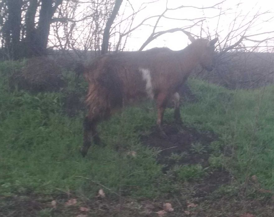 Коза    два      роки