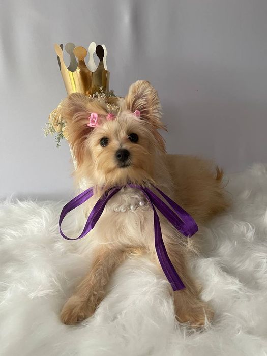 Помапу — Пухнасті принцеси хочуть до вас