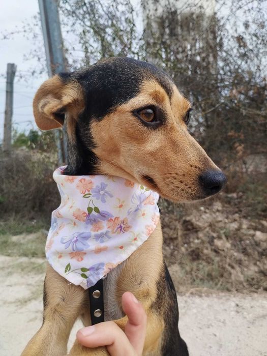 LILLE (Fêmea, 2 Anos, 7Kg) - Para Adoção