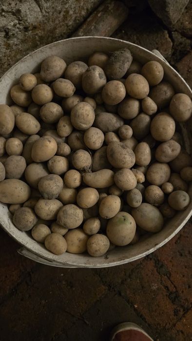 ziemniaki paszowe bardzo drobne 25kg
