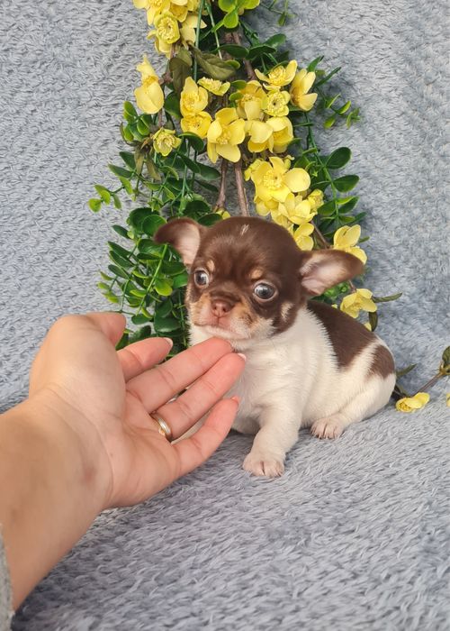 Excecional menina super mini mini Chihuahua/Chiuaua LinhagemRussa