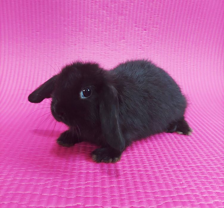 Карлікові,Декоративні кролики