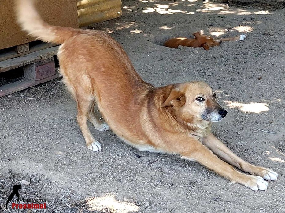 ZUCA - Cadelinha Sénior para Adoção!