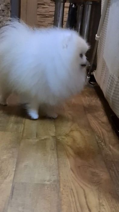 Вязка.Померанский Белый шпиц.FCI