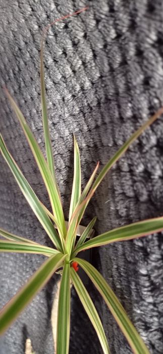 Продам Драцена Маргината 8 шт