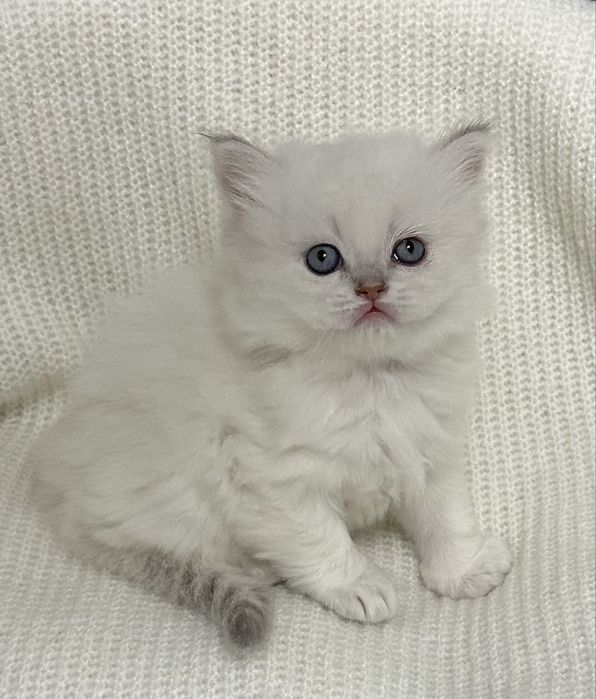 Хлопчик шотландець