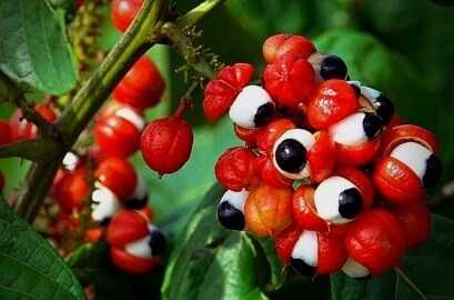 Порошок Гуарани - 50г