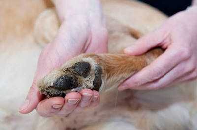 Masaż dla psów, masaż terapeutyczny