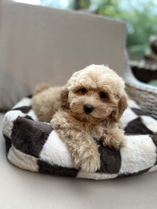 Maltipoo f1 suczka pudel toy red & maltańczyk