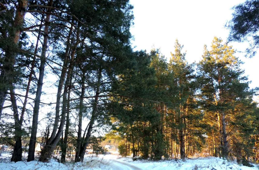 Васильків. Продаж ділянки: 20 соток, поруч з лісом та озером