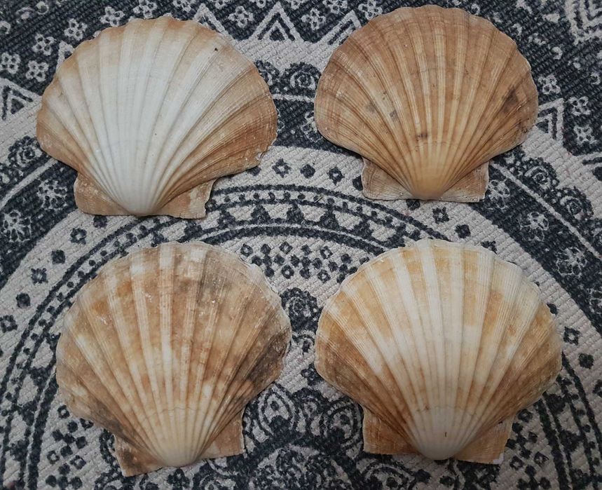 Conchas decorativas